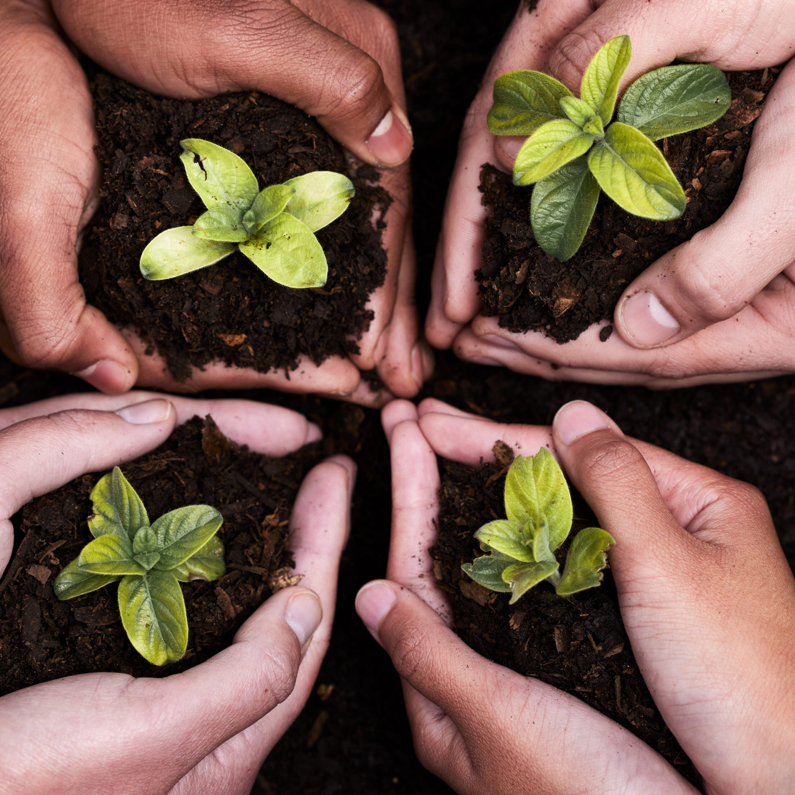 hands holding budding plants