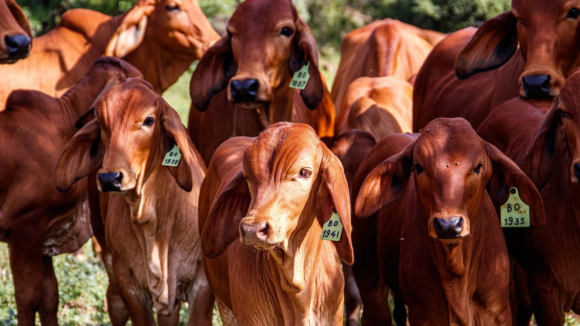 cows-green-field